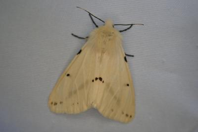 Spilarctia lutea