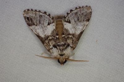 Drymonia dodonaea