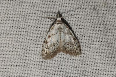 Nola confusalis