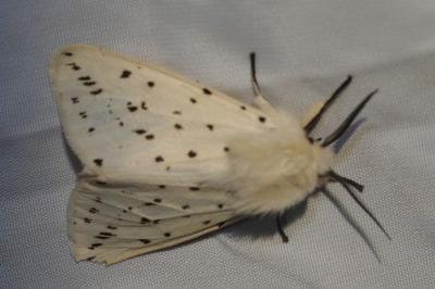 Spilosoma lubricipeda
