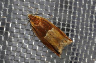 Ancylis mitterbacheriana