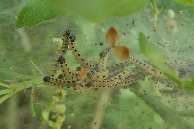 Yponomeuta cagnagella