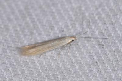 Coleophora glaucicolella