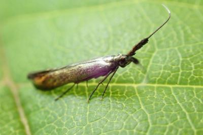 Coleophora deauratella