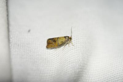 Ptycholoma lecheana