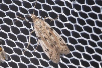 Phycitodes binaevella