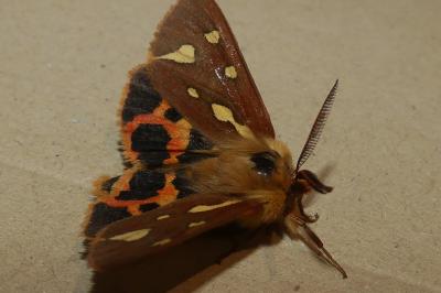 Arctia testudinaria