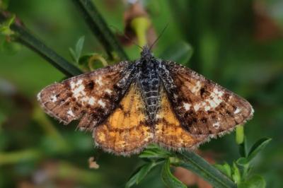 Isturgia famula