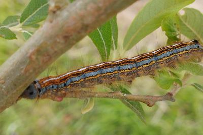 Malacosoma neustria