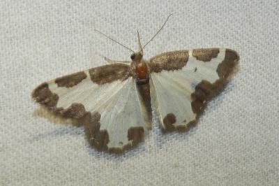 Lomaspilis marginata