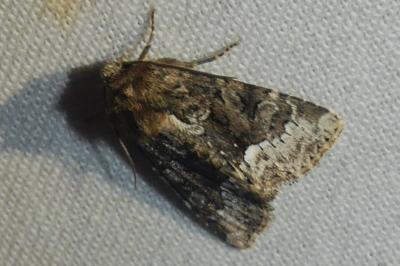 Oligia strigilis