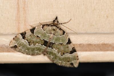 Colostygia pectinataria