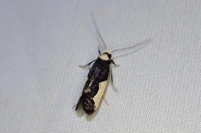 Monopis monachella