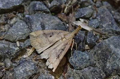 Hypena rostralis