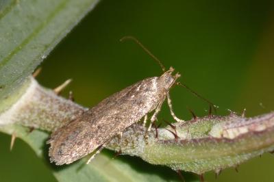 Bryotropha terrella