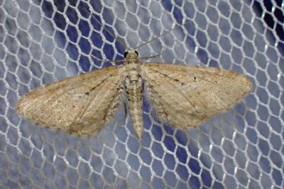 Eupithecia scopariata
