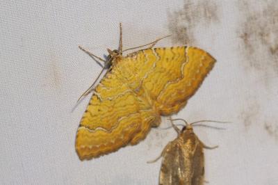 Camptogramma bilineata