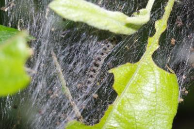 Yponomeuta rorrella