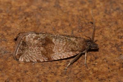 Celypha striana