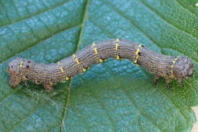 Lycia hirtaria
