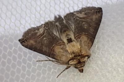 Abrostola triplasia