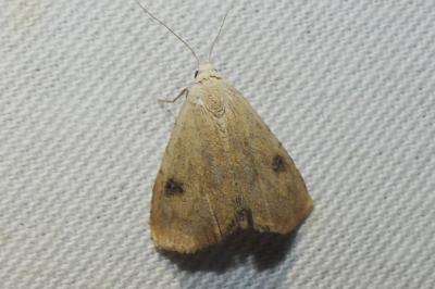 Rivula sericealis