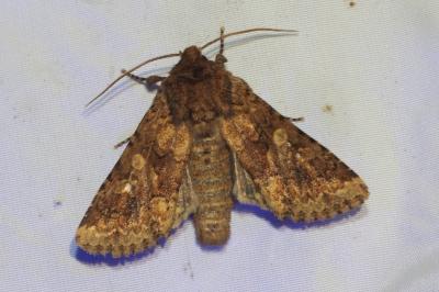 Conisania luteago