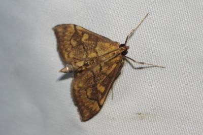 Anania verbascalis