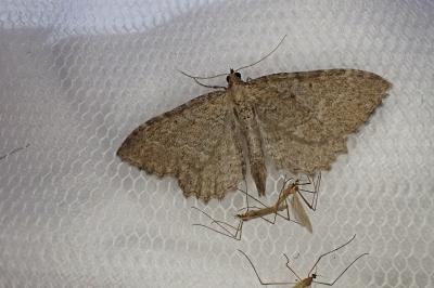 Philereme vetulata