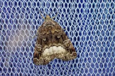 Deltote pygarga