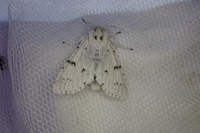 Acronicta leporina