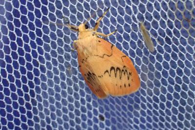 Miltochrista miniata