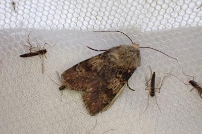 Agrotis puta