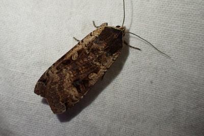 Noctua pronuba