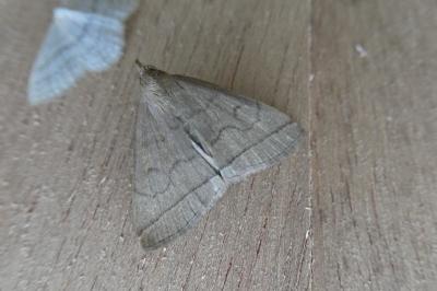 Herminia tarsipennalis