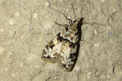 Eudonia delunella