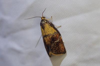 Ptycholoma lecheana