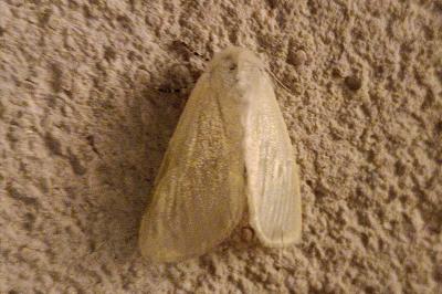 Leucoma salicis