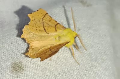 Ennomos alniaria