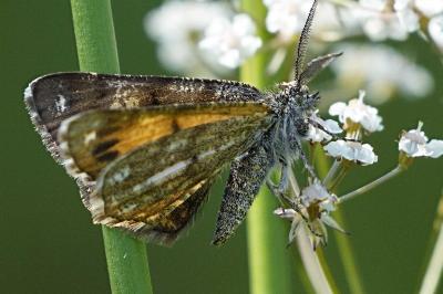 Isturgia famula