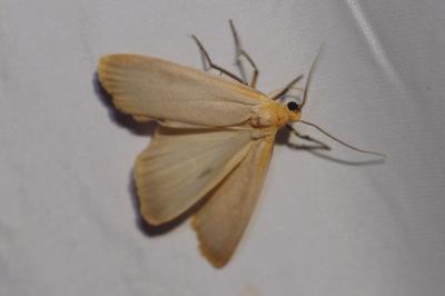 Katha depressa