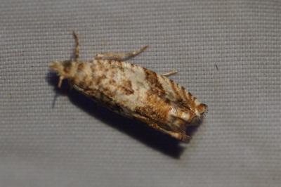 Epinotia abbreviana
