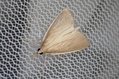Sclerocona acutella