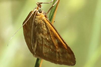 Idaea ochrata