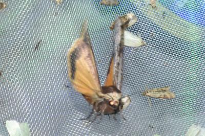 Noctua pronuba