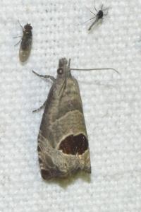 Notocelia uddmanniana