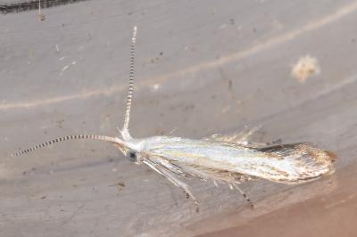 Coleophora ibipennella