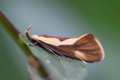 Harpella forficella