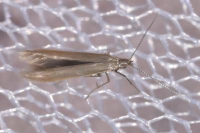Coleophora caespititiella