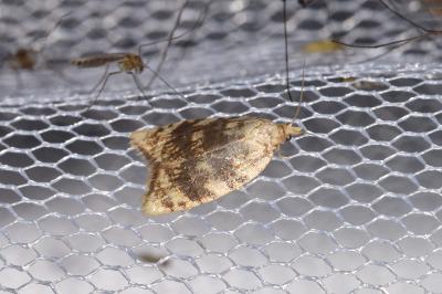Aleimma loeflingiana